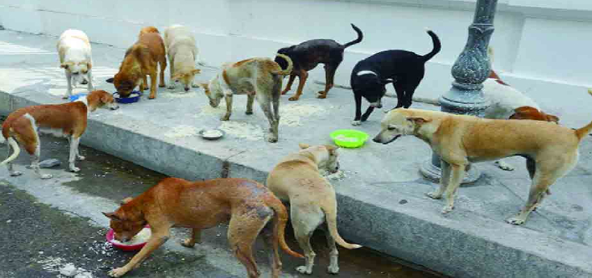 डॉग लवर्स ने दी सुप्रीम कोर्ट को ये दलील, अदालत ने फैसला  रखा सुरक्षित