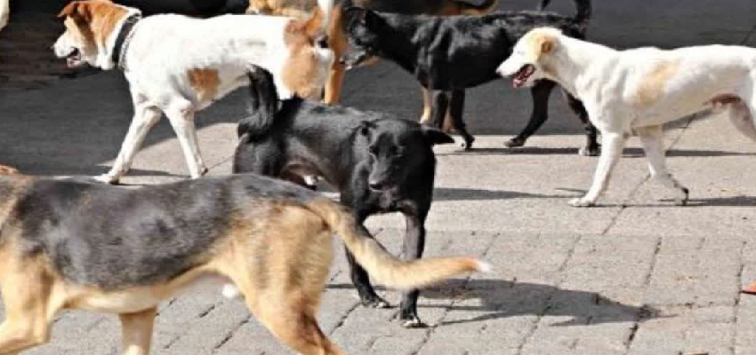 गाजीपुर में कुत्ते का आतंक... 7 घंटे में 15 लोगों को बनाया शिकार, इलाके में दहशत का माहौल