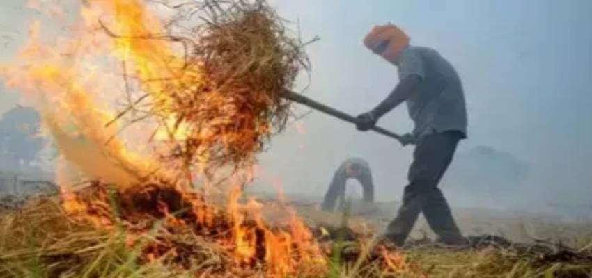 3 साल में सबसे कम मामले, फिर अचानक क्यों बढ़ने लगी पंजाब में पराली जलाने की घटनाएं