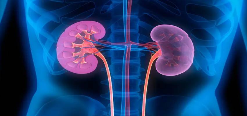 सावधान! ये चीज़ें कर सकती हैं आपकी किडनी डैमेज, आज ही अपनाएं ये उपाय वरना पड़ जाएंगे लेने के देने