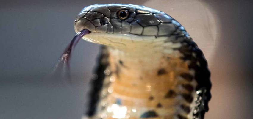 सांप के जहर से हत्या की साजिश, पति निकला मास्टरमाइंड; ऐसे खुला 3 साल बाद पत्नी की मौत का राज