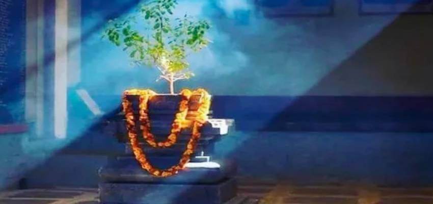 25 December Tulsi Pujan Diwas: क्रिसमस डे पर मनाया जाता है तुलसी पूजन दिवस, जानें क्यों है खास और कैसे करें पूजा