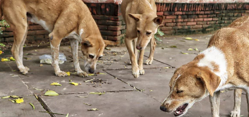 
							दिल्ली सरकार का बड़ा आदेश...स्कूल टीचर्स को गिनने होंगे आवारा कुत्ते, शिक्षक संगठन ने जताई नाराजगी