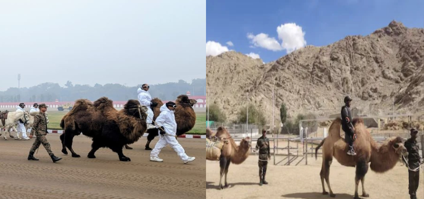 बैक्ट्रियन ऊंट की क्या है खास बात? पहली बार कर्तव्य पथ पर दिखेगा सेना का पशु दस्ता