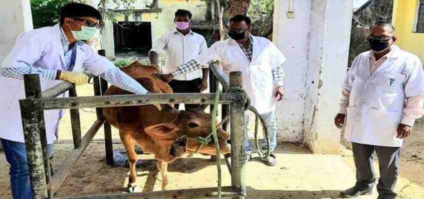 हरियाणा में पशु अस्पतालों और डिस्पेंसरियों को अपग्रेड करने के निर्देश, बेहतर सुविधाएं देने पर रहेगा जोर