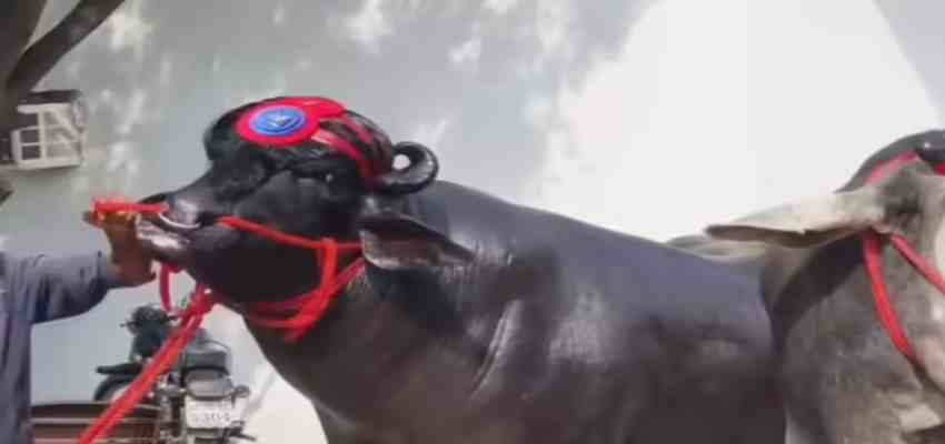 HARYANA NEWS:   हरियाणा का सुपरस्टार झोटा ‘विधायक’,  कारनामे चौंका देने वाले; कीमत सुनकर हो जाएंगे हैरान