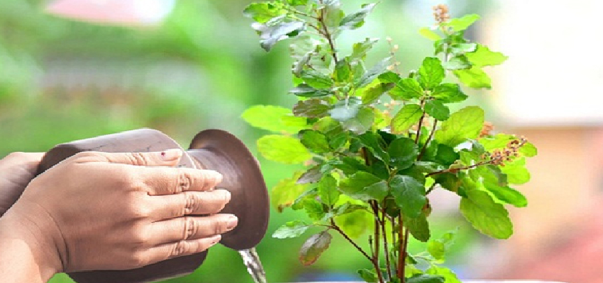 रंगभरी एकादशी पर कर लें तुलसी के ये उपाय, बदल सकता है आपका भाग्य