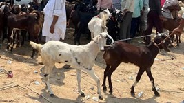 Delhi News:दिल्ली में बकरीद पर खुले में कुर्बानी पर लगी रोक, आदेश नहीं मानने पर होगा मुकदमा