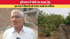 Haryana News: हरियाणा में खेती का बदला ट्रेंड, इस फल ने किसानों को बनाया लाखों का मालिक