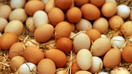 Egg Price:प्याज और चीन के बाद महंगा हुआ अंडा, मंहगाई के मोर्चे पर आम आदमी को लगी एक और चोट!
