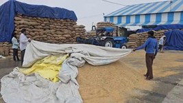 Haryana News: कुरुक्षेत्र में धान पर संकट, सरकारी खरीद शुरू न होने से किसानों की बढ़ी चिंता