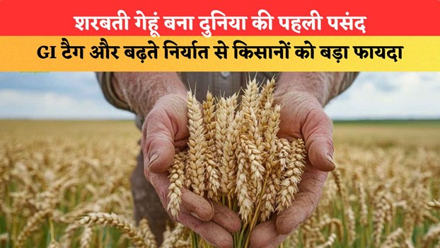 मध्य प्रदेश का 'शरबती गेहूं' बना दुनिया की पहली पसंद, GI टैग और बढ़ते निर्यात से किसानों को बड़ा फायदा